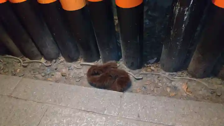 伏見稲荷大社(京都府)