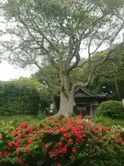 猿田彦神社の自然