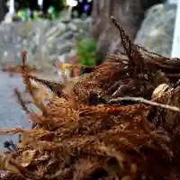 高司神社〜むすびの神の鎮まる社〜の自然