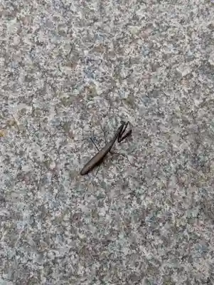 三春大神宮(福島県)