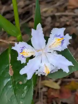 駒岡八幡神社（駒岡八幡宮）(神奈川県)