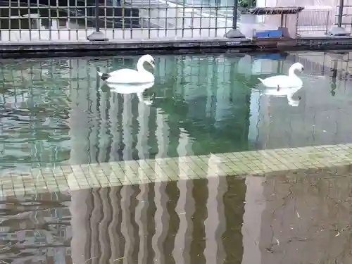 頂法寺（六角堂）の動物
