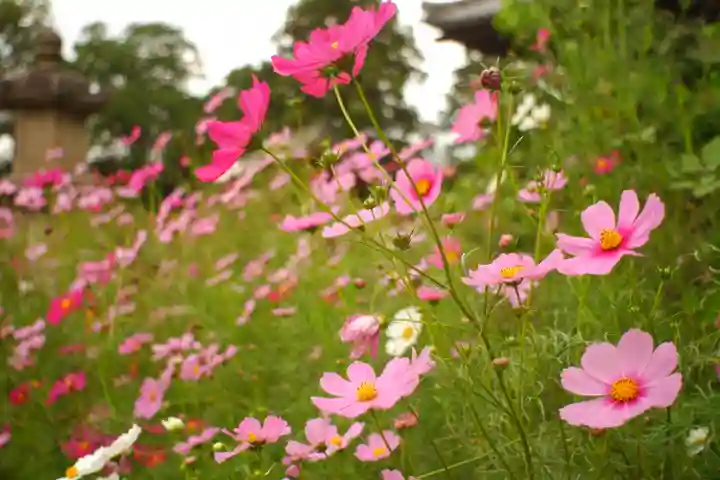 般若寺 ❁コスモス寺❁(奈良県)