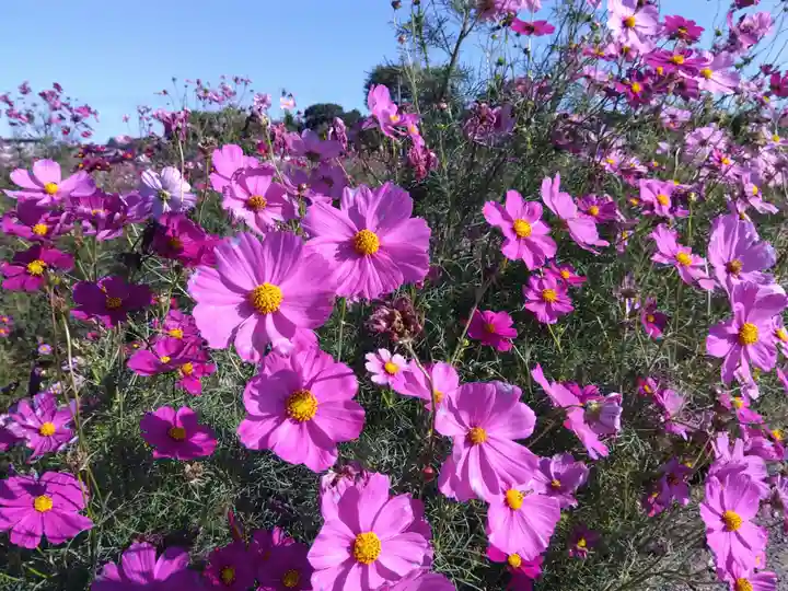 白山神社(福井県)
