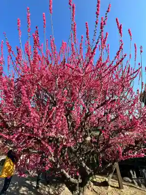 結城神社の{uncategorized: "未分類", other: "その他", undefined: "問題あり", building: "その他建物", grave: "お墓", sacred_gate: "鳥居", guardian: "狛犬", statue: "像", buddha: "仏像", history: "歴史", nature: "自然", garden: "庭園", animal: "動物", pagoda: "塔", temizu: "手水舎", mountain_gate: "山門・神門", sanctuary: "本殿・本堂", subordinate: "末社・摂社", art: "芸術", scenery: "景色", jizo: "地蔵", ema: "絵馬", goshuin: "御朱印", omikuji: "おみくじ", items: "授与品その他", amulet: "お守り", goshuincho: "御朱印帳", eats: "食事", festival: "お祭り", votive_dance: "神楽", shichigosan: "七五三参", wedding: "結婚式", experience: "体験その他", initially: "初詣", around: "周辺", anti_infection: "感染症対策"}