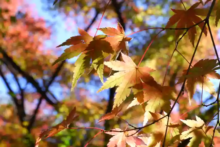 禅林寺(永観堂)(京都府)
