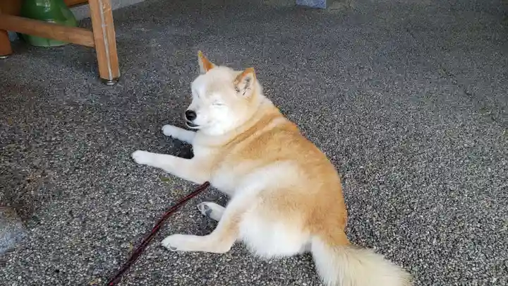 救馬溪観音の動物