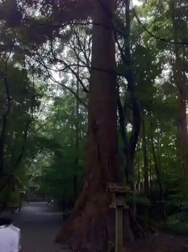 伊勢神宮内宮（皇大神宮）の自然