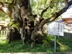 大山祇神社の自然