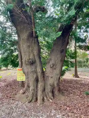 関間神明神社(埼玉県)
