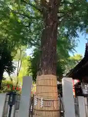 田無神社(東京都)