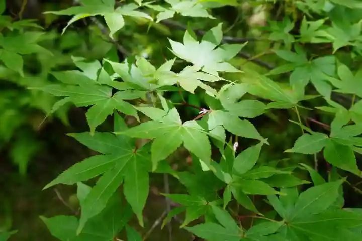 善法律寺(京都府)