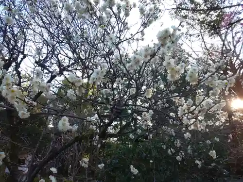 報徳二宮神社の自然