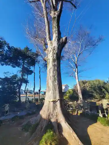 細井神社(群馬県)