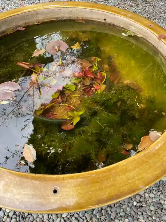 阿佐ヶ谷神明宮の自然