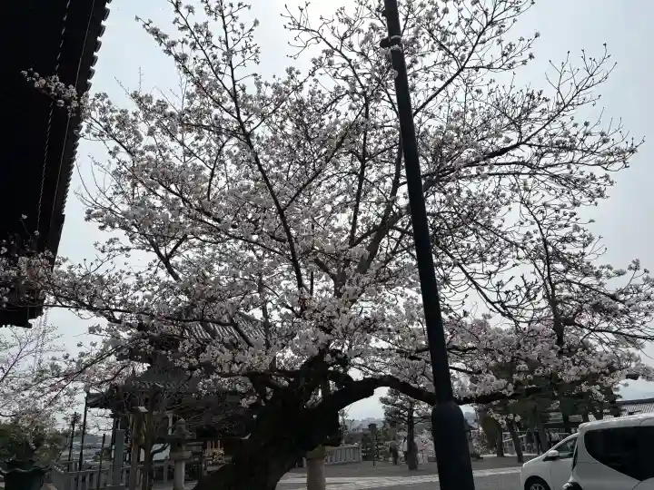 くろ谷 金戒光明寺の{uncategorized: "未分類", other: "その他", undefined: "問題あり", building: "その他建物", grave: "お墓", sacred_gate: "鳥居", guardian: "狛犬", statue: "像", buddha: "仏像", history: "歴史", nature: "自然", garden: "庭園", animal: "動物", pagoda: "塔", temizu: "手水舎", mountain_gate: "山門・神門", sanctuary: "本殿・本堂", subordinate: "末社・摂社", art: "芸術", scenery: "景色", jizo: "地蔵", ema: "絵馬", goshuin: "御朱印", omikuji: "おみくじ", items: "授与品その他", amulet: "お守り", goshuincho: "御朱印帳", eats: "食事", festival: "お祭り", votive_dance: "神楽", shichigosan: "七五三参", wedding: "結婚式", experience: "体験その他", initially: "初詣", around: "周辺", anti_infection: "感染症対策"}