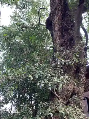 上中居諏訪神社の自然