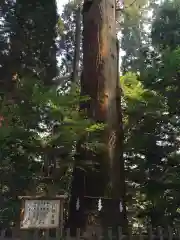 高千穂神社の自然