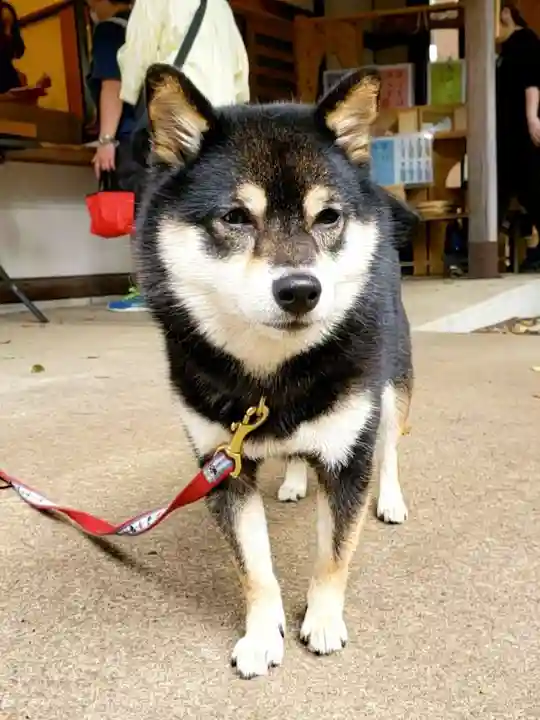上目黒氷川神社(東京都)