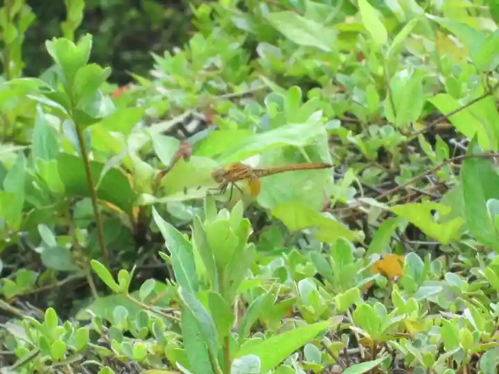 屋久島大社の動物