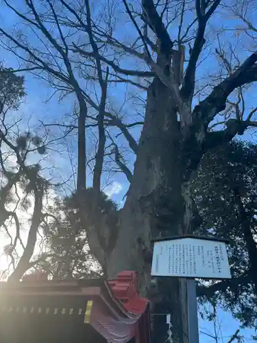 薬師寺八幡宮(栃木県)