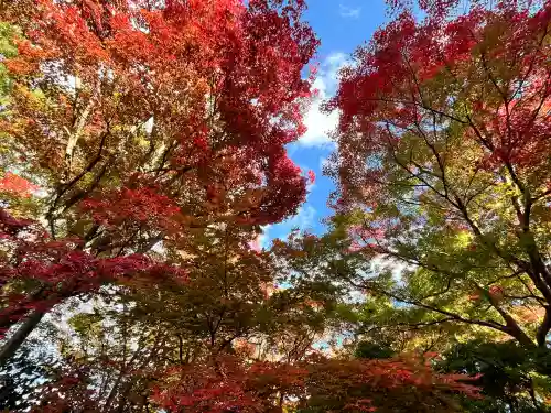 柳谷観音　楊谷寺の自然