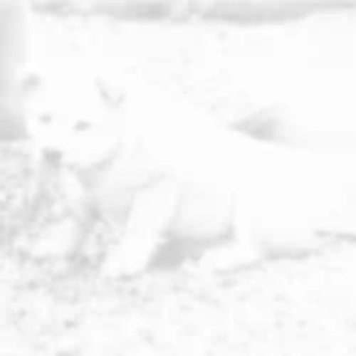 神田神社（神田明神）(東京都)