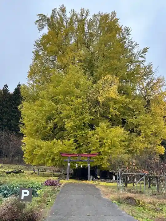 銀杏三寶大荒神(長野県)