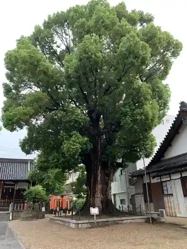島頭天満宮(大阪府)