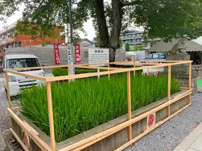鎮守氷川神社のその他建物