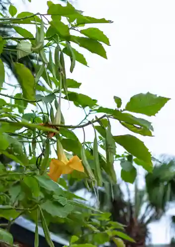 青島神社（青島神宮）(宮崎県)