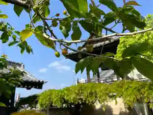 秩父札所十三番 慈眼寺(埼玉県)(2023年04月21日(金) 13時45分28秒投稿)