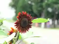 高司神社〜むすびの神の鎮まる社〜の自然