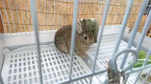 太子堂八幡神社の動物