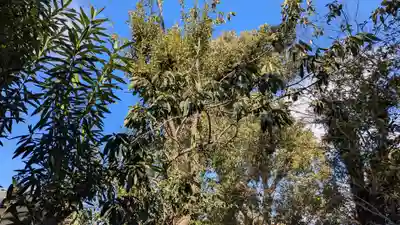 許波多神社（五ケ庄鎮座）の自然