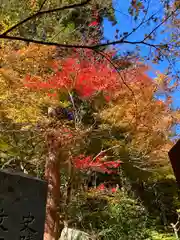 大矢田神社の自然