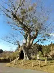 高尾神社の自然