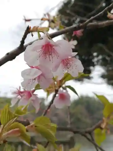 武蔵第六天神社の自然