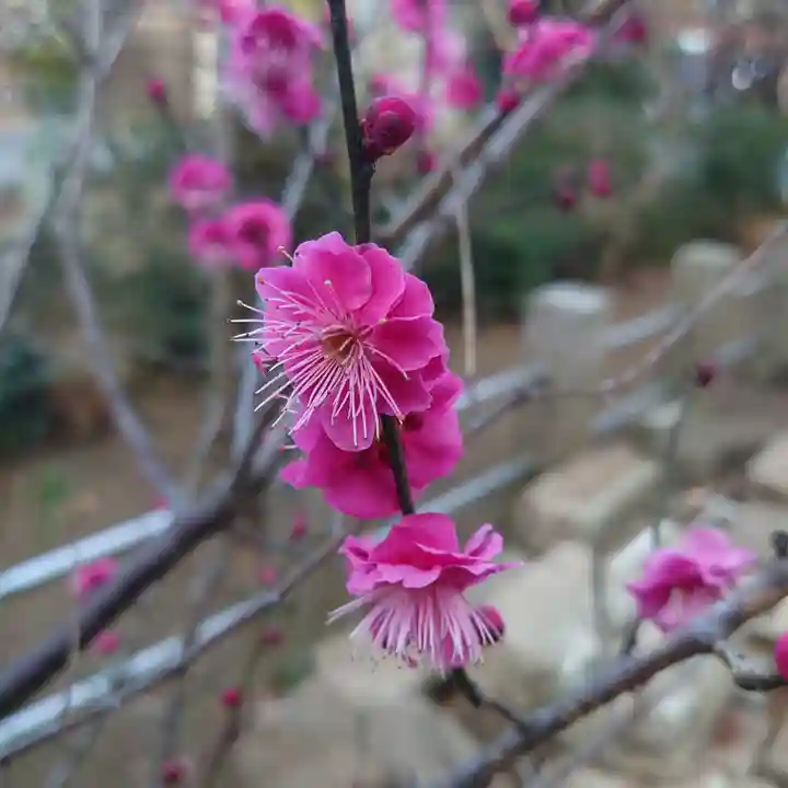 鶴峯八幡宮の自然