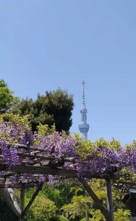 亀戸天神社の庭園