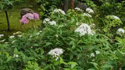 勝林寺(京都府)