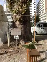 金山神社の自然