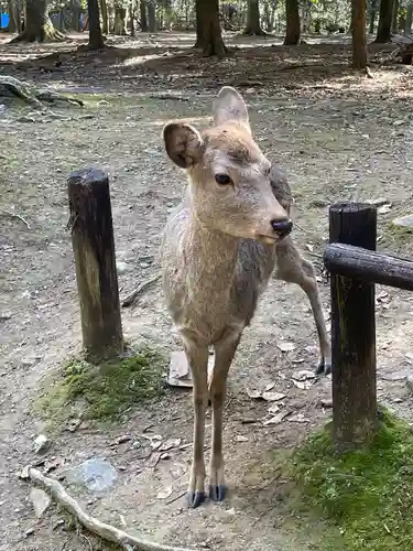 春日大社の動物