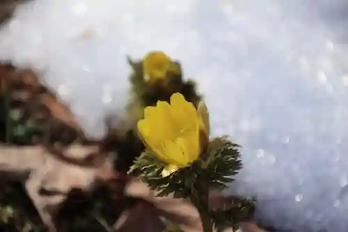三春大神宮の自然