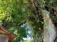 子ノ神社(千葉県)