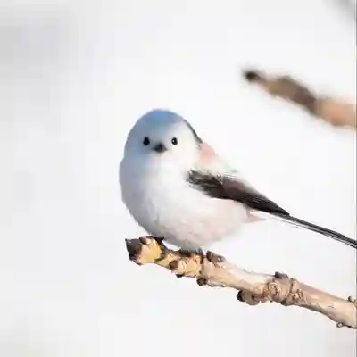 帯廣神社(北海道)