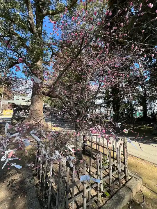 朝日森天満宮(栃木県)