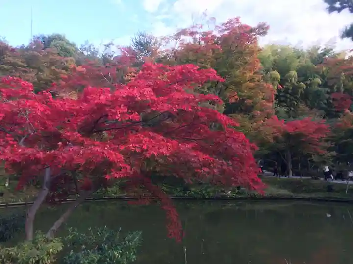 高台寺(高台寿聖禅寺・高臺寺)の自然