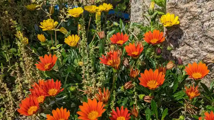 大松禅寺の自然