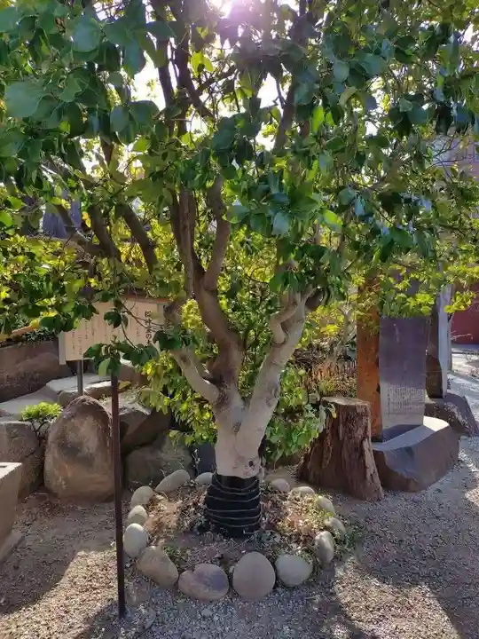 鎮守氷川神社の自然